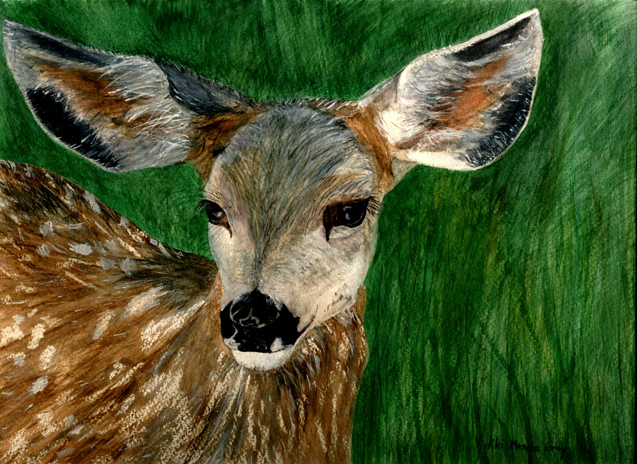 Mesa Verde Fawn